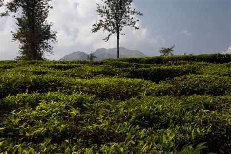 The Teas Of Kerala Discovering Tea