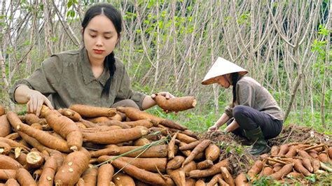 “tracking The Roots” Harvest Cassava Root And Cook Cassava Steamed With Coconut Traditional