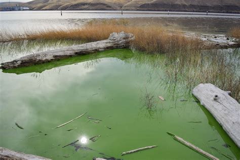 Unusually Large Toxic Algal Bloom Covers Mile Stretch Of The Lower