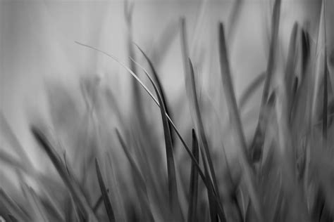 5120x2880px | free download | HD wallpaper: macro, grass, black and ...