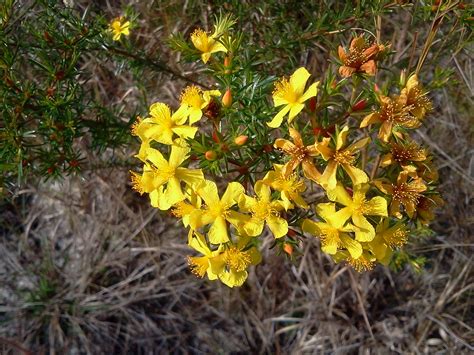 Peelbark St John S Wort Hypericum Fasciculatum Flickr