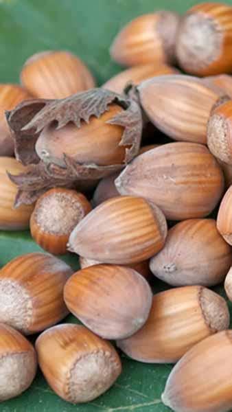 Corylus Webbs Prize Cob Or Webbs Prize Cobnut Trees Buy UK