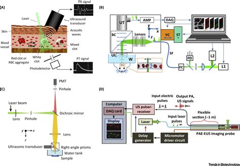 Photoacoustic Molecular Imaging From Multiscale Biomedical