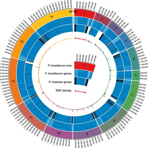 Genome Organization Of P Brasilianum And Its Variation From P