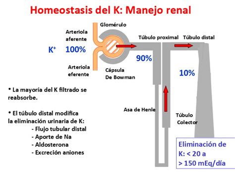 Trastornos Del Potasio Nefrolog A Al D A
