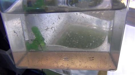 Raise Brine Shrimp Indoors To Adults Easy And Almost Free YouTube