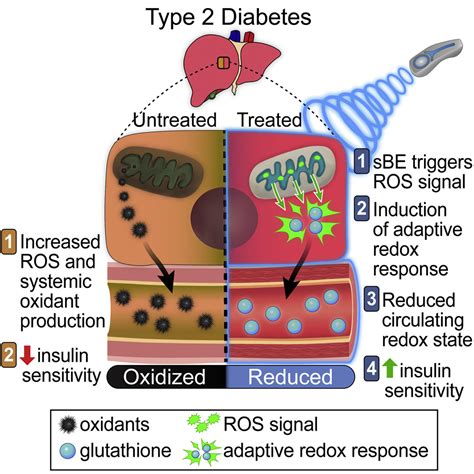 Exposure To Static Magnetic And Electric Fields Treats Type 2 Diabetes