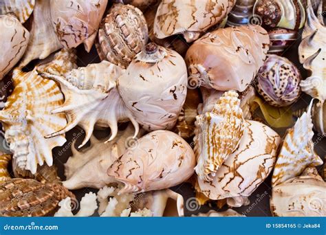 Seashell stock image. Image of concept, seashell, marine - 15854165