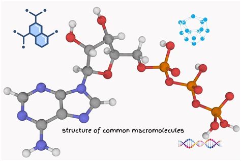 Structure of Common Macromolecules - Tutorsploit