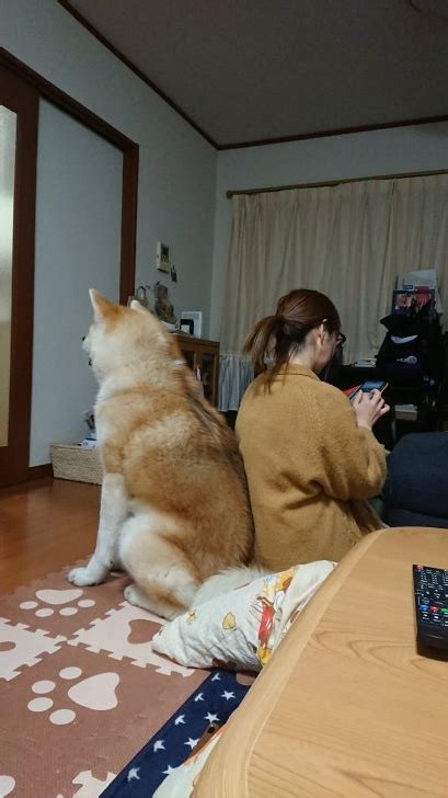 【犬の里親募集】山形県・秋田犬・甘えん坊の秋田犬です。（id2101 00077）｜ハグー みんなのペット里親情報