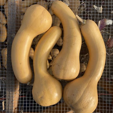 Organic Winter Squash Seed - Canada Crookneck