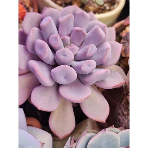 Echeveria Cupid