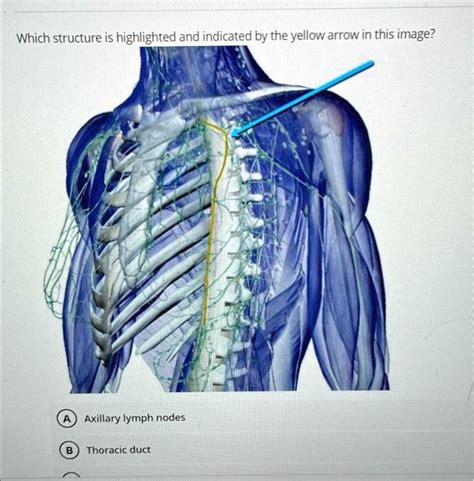 Which Structure Is Highlighted And Indicated By The Yellow Arrow In