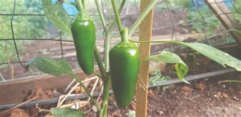 10 Types of Peppers You Can Grow at Home | Sow True Seed