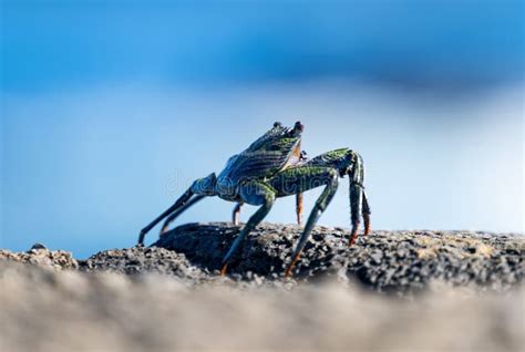 Atlantic red crab stock image. Image of wildlife, crab - 298537253