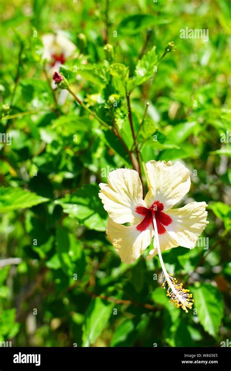 Pale Yellow Hibiscus Flower In Bloom Stock Photo Alamy