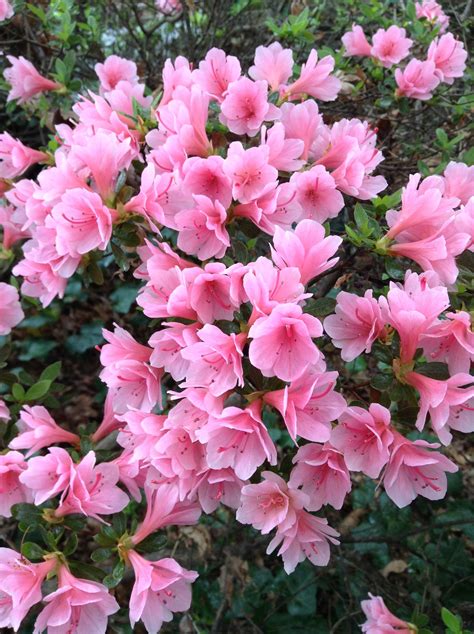 How To Care For Beautiful Indoor Azalea Trees Artofit