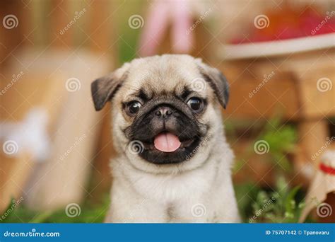 Beautiful Pug Dog Puppy Outdoors On Summer Day Stock Photo Image Of