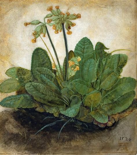 Куст первоцвета (картина) — Альбрехт Дюрер