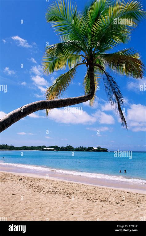 Les Salines Beach Near Sainte Anne Martinique Lesser Antilles West