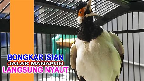 Langsung Nyaut Jalak Suren Gacor Bongkar Isian Bikin Emosi Jalak