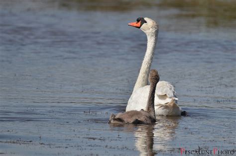 Pescalune Photo Cygne tuberculé Cygnus olor Mute Swan