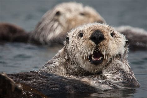 Nutria marina características alimentación hábitat y más