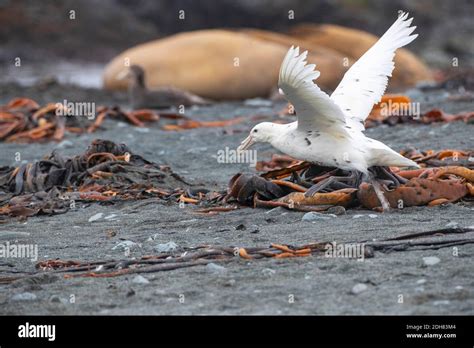 Southern Giant Petrel Giant Petrel Macronectes Giganteus White