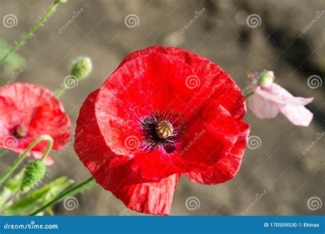 Papaver Has Medicinal Properties Stems Contain Latex Milk Latex In