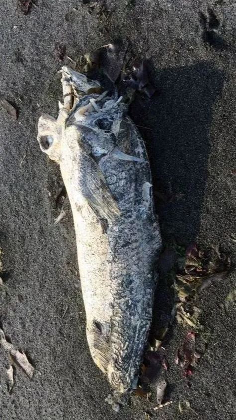 Heboh Penemuan Kerangka Utuh Naga Biru Monster Laut Pasifik Yang Hidup