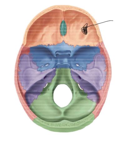 Axial Skeleton Internal Skull Flashcards Quizlet