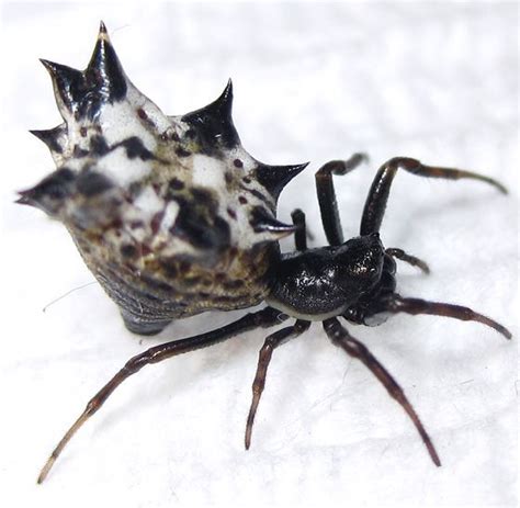 Bolas Spider Mastophora Phrynosoma Hunting Julie Metz Wetlands