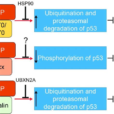 Schematic Diagram Showing The Functional Domains Of The P53 Tumor Download Scientific Diagram