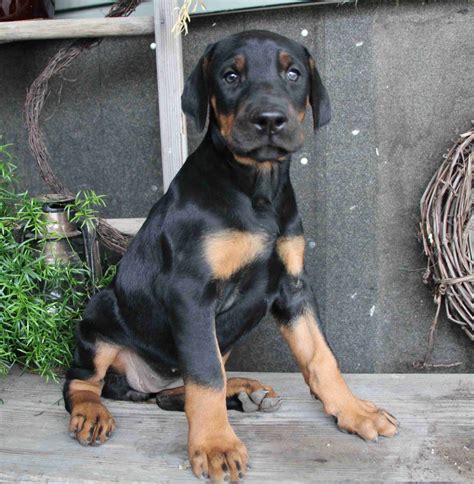 Doberman Pinscher Puppies For Sale In Pennsylvania