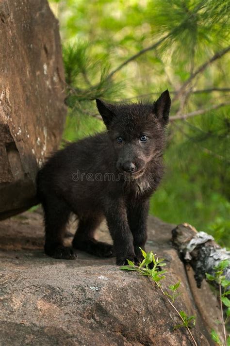 Black Wolf Pup Stock Photos - Download 1,143 Royalty Free Photos