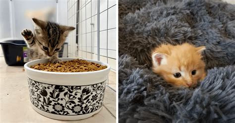 20 Cutest Kittens Of The Week The Tiniest Most Irresistibly