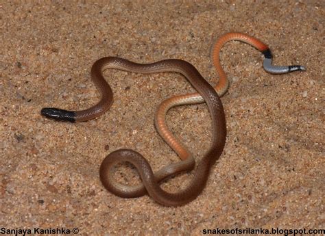 Sri Lanka Headed Snake Telegraph