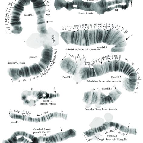 Chromosomes Of Chironomus Annularius From Russia Mongolia And