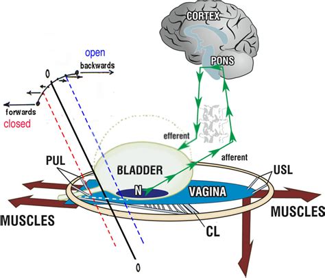 An Anatomical Pathogenesis Of Lower Urinary Tract Definitions From The