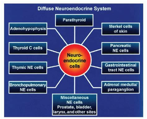 Dispersed Neuroendocrine System An Overview Basicmedical Key