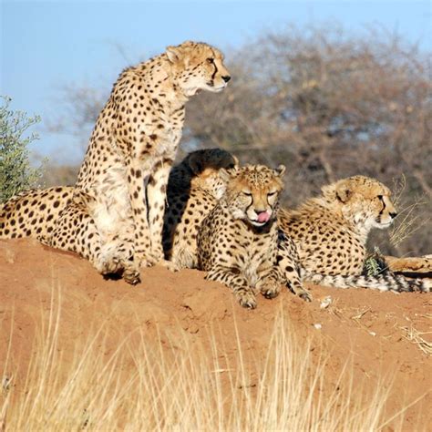 Cheetah Reintroduction In India Detailed Report