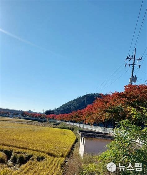 대구·경북 20일 아침 5도 내외 추워대기 건조 산불 주의 네이트 뉴스