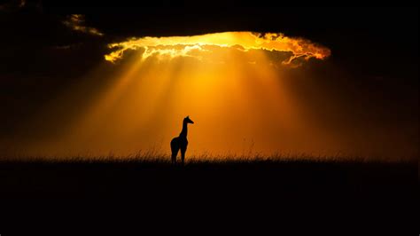 Young Giraffe Is Standing In Dry Grass Field In Silhouette Background