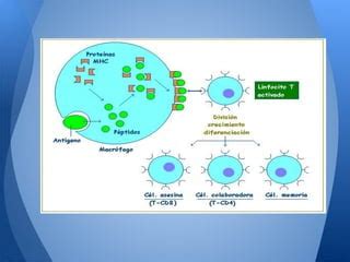 Sistema Hematopoyetico Linfoide Y Mieloide Ppt