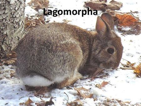 Marsupialia, Lagomorpha, and Insectivora - ppt download