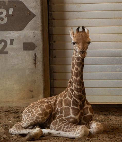 Tulsa Zoo Announces Baby Giraffe Name | Tulsa Zoo