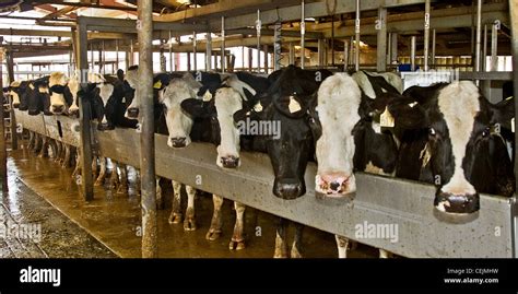 Cows Lined Up Hi Res Stock Photography And Images Alamy