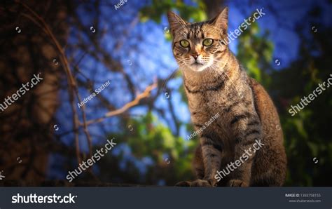 Outdoor Cats Portraits Bokeh Backgrounds Nature Stock Photo Edit Now