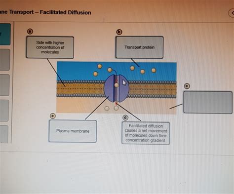 Solved Ane Transport Facilitated Diffusion Side With Chegg