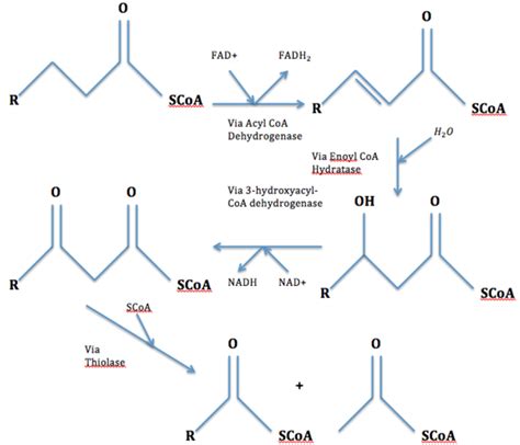 Crude oil bioremediation by alcanivorax borkumensis - microbewiki